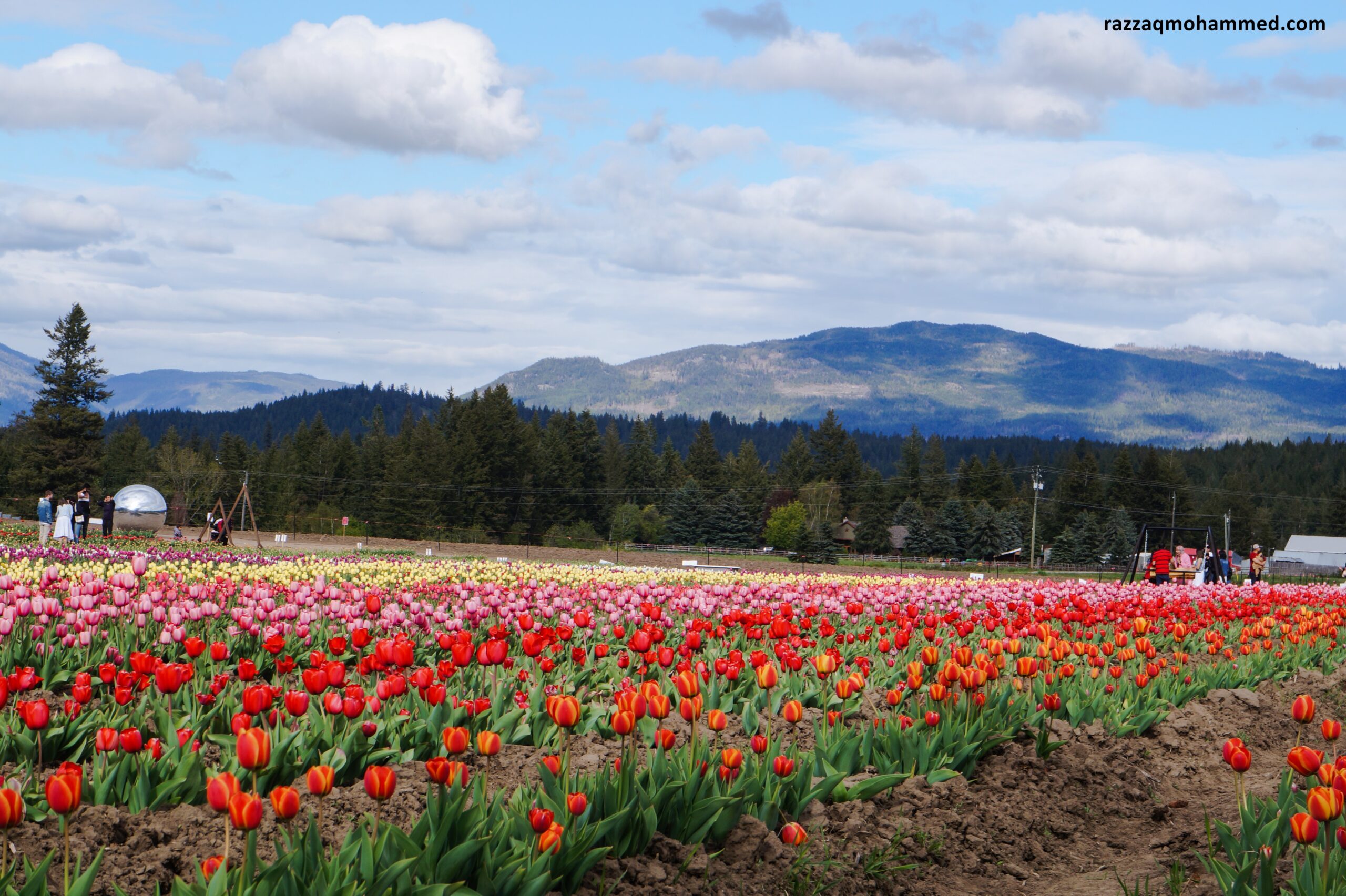 A visit to the Armstrong Tulip Festival, BC, Canada